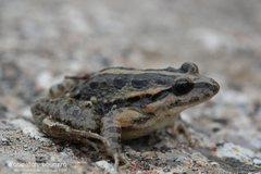 Discoglossus scovazzi