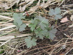 Ranunculus propinquus