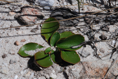 Euphorbia quartziticola
