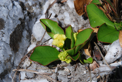 Euphorbia quartziticola