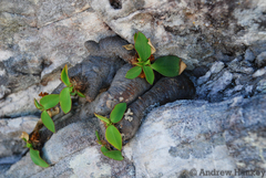 Euphorbia quartziticola