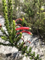 Erica densifolia