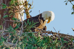 Haliaeetus leucocephalus