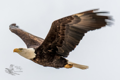 Haliaeetus leucocephalus