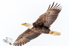 Haliaeetus leucocephalus