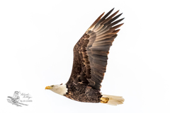 Haliaeetus leucocephalus