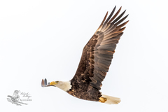 Haliaeetus leucocephalus