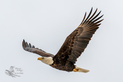 Haliaeetus leucocephalus