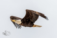 Haliaeetus leucocephalus