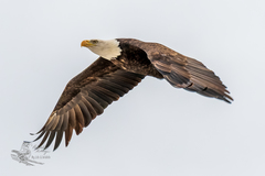 Haliaeetus leucocephalus