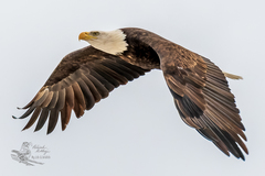 Haliaeetus leucocephalus