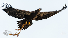 Haliaeetus leucocephalus