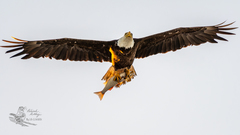 Haliaeetus leucocephalus