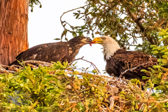 Haliaeetus leucocephalus