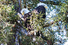 Haliaeetus leucocephalus