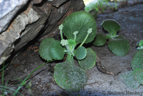 Kalanchoe tetraphylla (Kalanchoe tetraphylla)