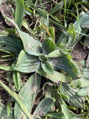 Plantago lanceolata