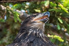 Haliaeetus leucocephalus