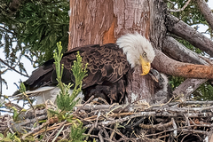 Haliaeetus leucocephalus
