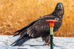 Haliaeetus leucocephalus