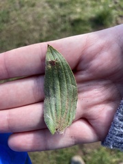 Plantago lanceolata