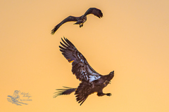 Haliaeetus leucocephalus
