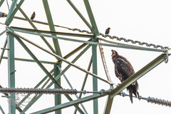 Haliaeetus leucocephalus