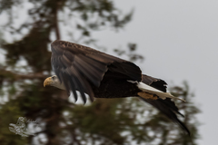 Haliaeetus leucocephalus