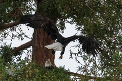 Haliaeetus leucocephalus