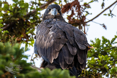 Haliaeetus leucocephalus