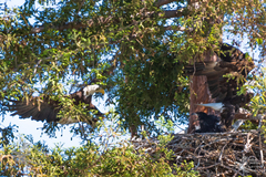 Haliaeetus leucocephalus