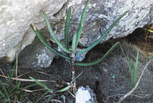 Aloe parallelifolia