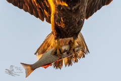 Haliaeetus leucocephalus
