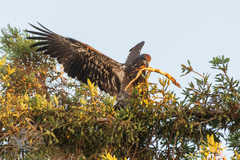 Haliaeetus leucocephalus
