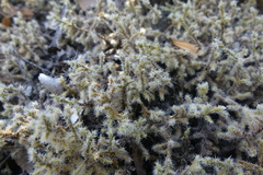 Racomitrium geronticum