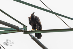 Haliaeetus leucocephalus