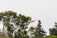 Haliaeetus leucocephalus
