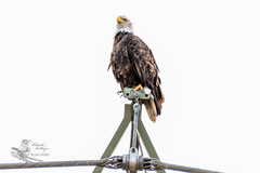 Haliaeetus leucocephalus