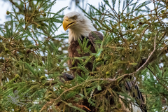 Haliaeetus leucocephalus