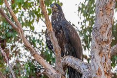 Haliaeetus leucocephalus