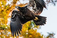 Haliaeetus leucocephalus