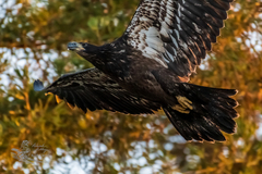Haliaeetus leucocephalus