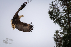 Haliaeetus leucocephalus