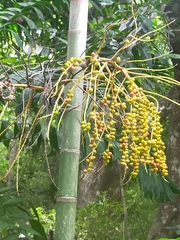 Ptychosperma elegans