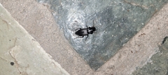 Gnathaphanus philippensis