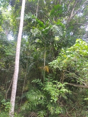 Ptychosperma elegans