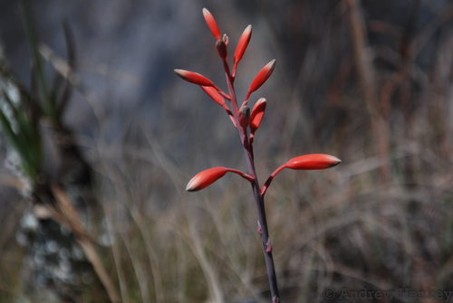 Aloe parvula, photograph 2