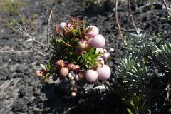 Gaultheria poeppigii