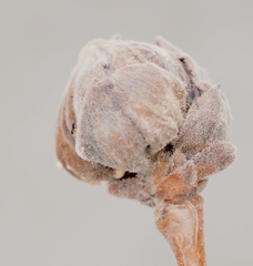Aprostocetus eriophyes
