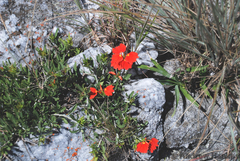 Crossandra grandidieri